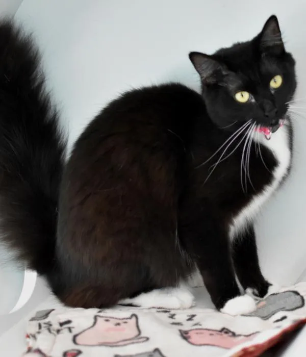 Phoebe thumbnail 5