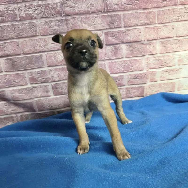 A baby small-sized female Brown / Chocolate Chihuahua dog named Honey for adoption in Boulder, CO