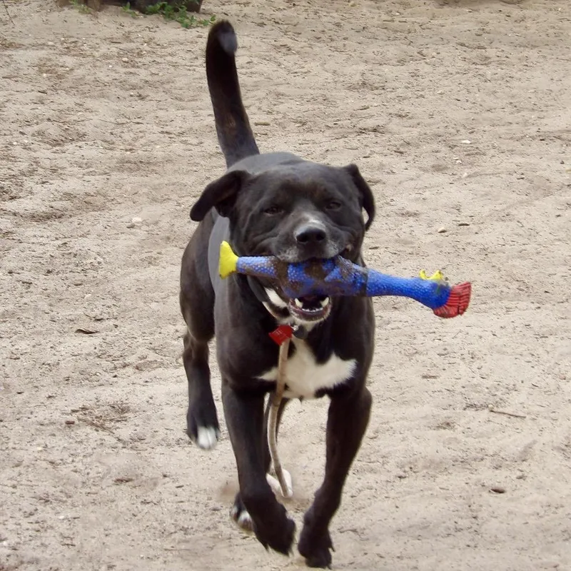 A senior medium-sized male Black Mixed Breed dog named Hunter for adoption in Newark, NJ