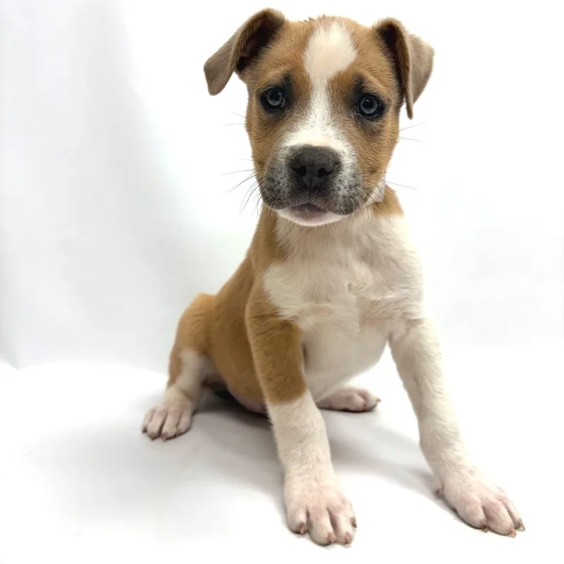 A baby medium-sized male White / Cream Pit Bull Terrier dog named Giovanni for adoption in Parker, CO