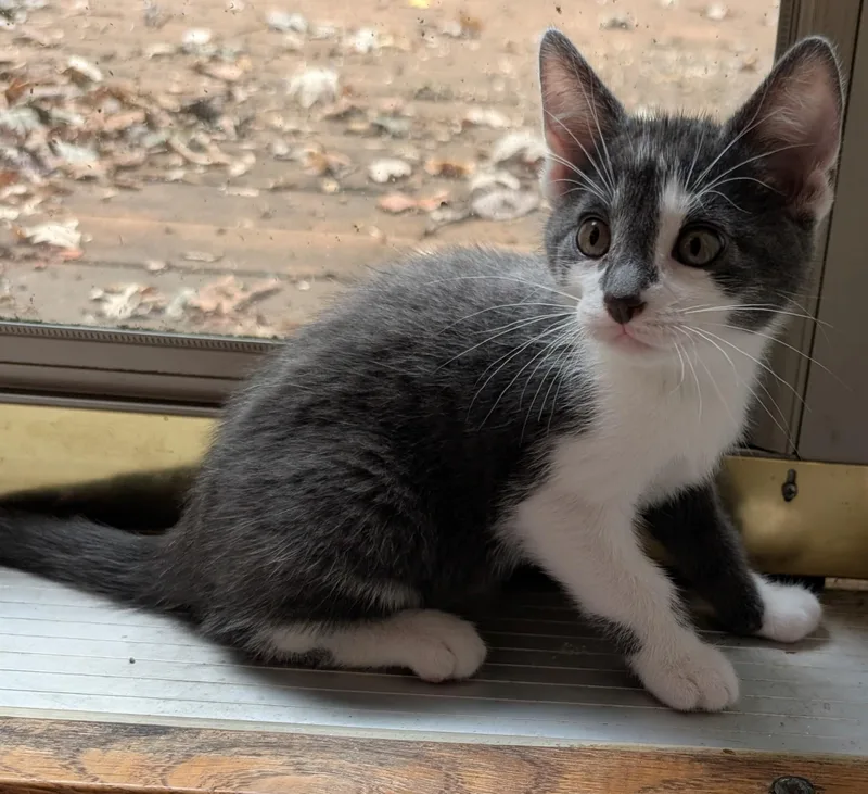 A baby medium-sized male Domestic Short Hair cat named Jedi for adoption in River Falls, WI