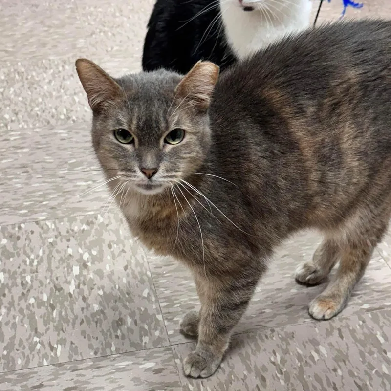 Princess thumbnail 2