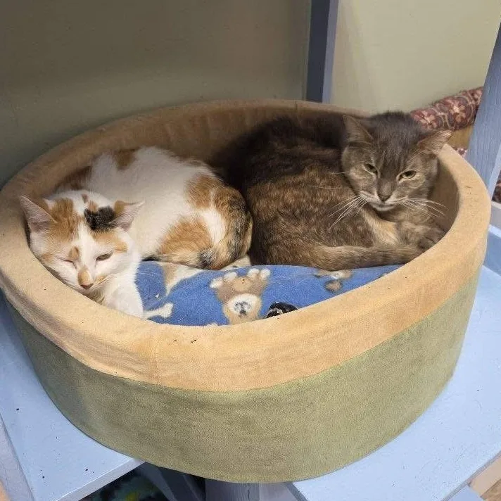 Princess thumbnail 3