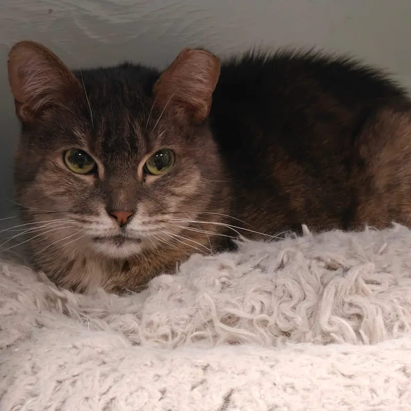 Princess thumbnail 4