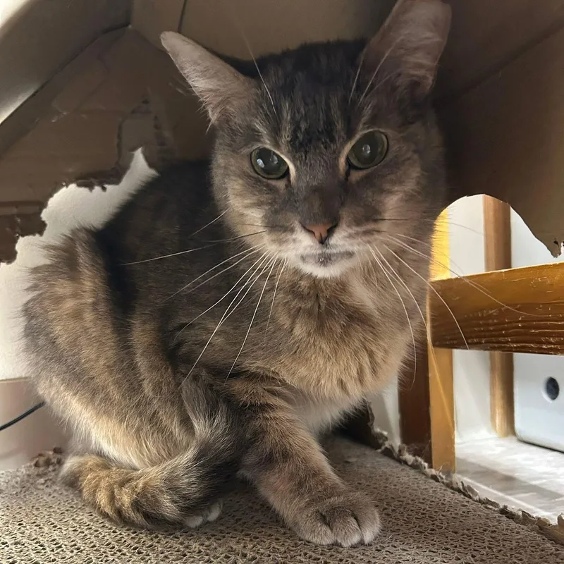 Princess thumbnail 5