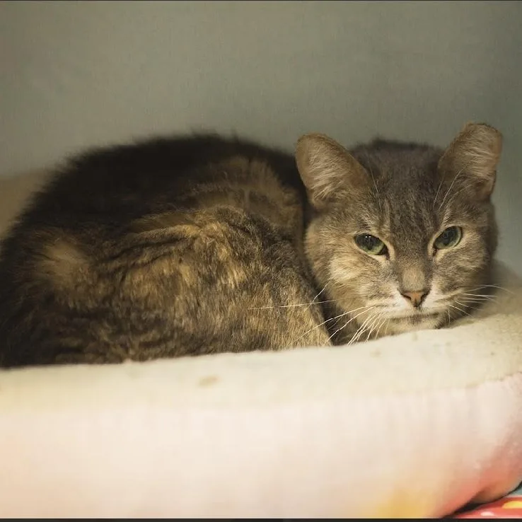 Princess thumbnail 6