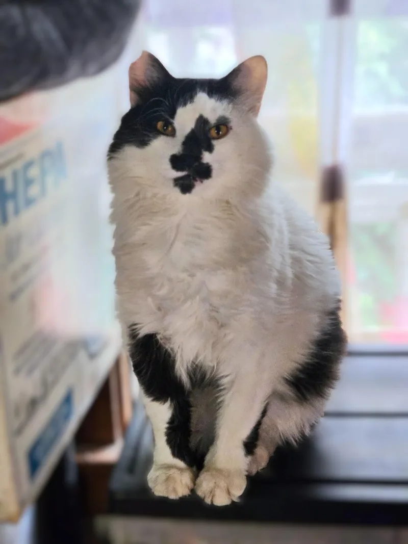 A young medium-sized male White Domestic Medium Hair cat named Scruffy for adoption in Columbus , OH