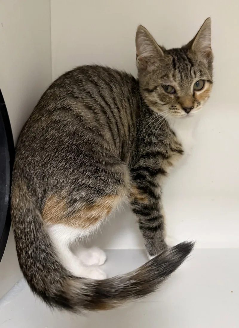 A young medium-sized female Domestic Short Hair cat named Beach Bum for adoption in Satellite Beach, FL