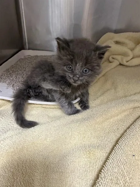 Cookie
