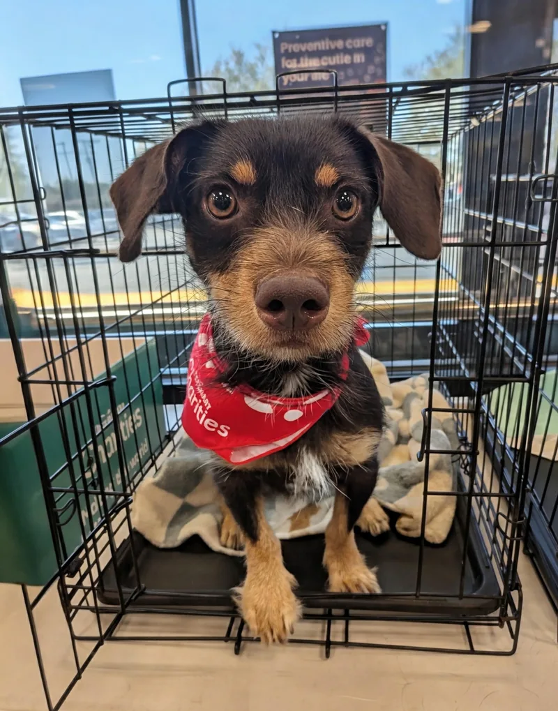 An adult small-sized male Brown / Chocolate Dachshund dog named Snickers for adoption in Baton Rouge, LA