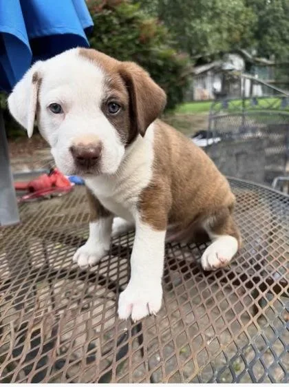 A baby medium-sized male Border Collie dog named Walker for adoption in Morton Grove, IL