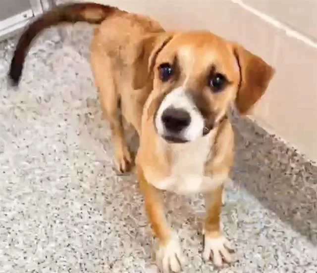 A baby medium-sized female Pointer dog named Cinnamon for adoption in Houston, TX