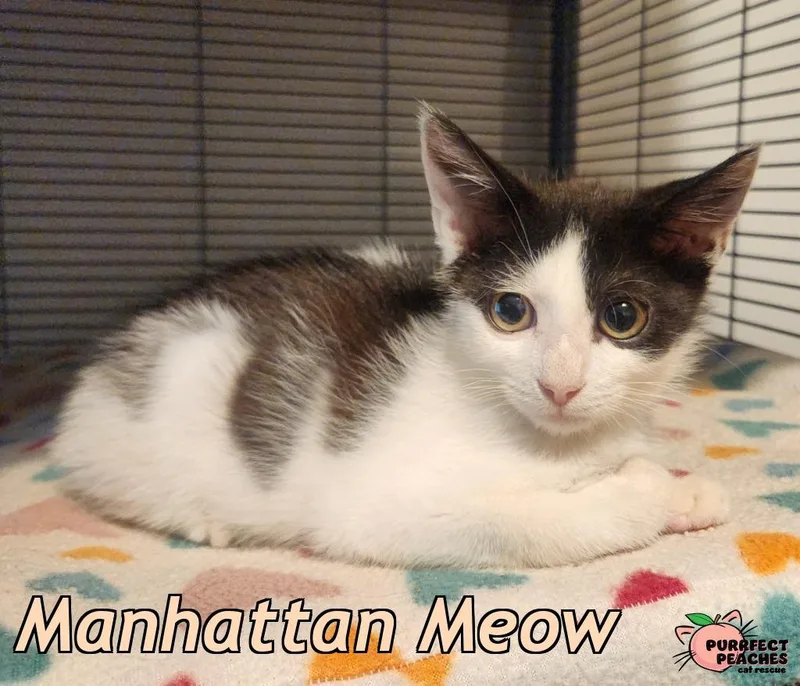 A baby medium-sized male Domestic Short Hair cat named Manhattan Meow for adoption in Douglasville, GA