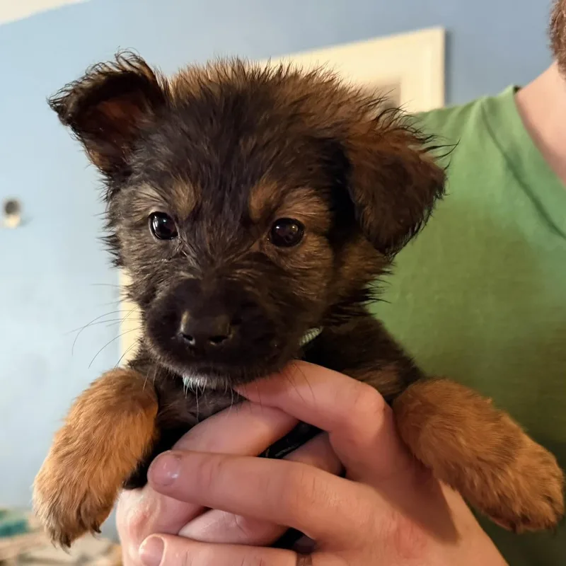 A baby medium-sized female Shepherd dog named Wren for adoption in Saint John, IN