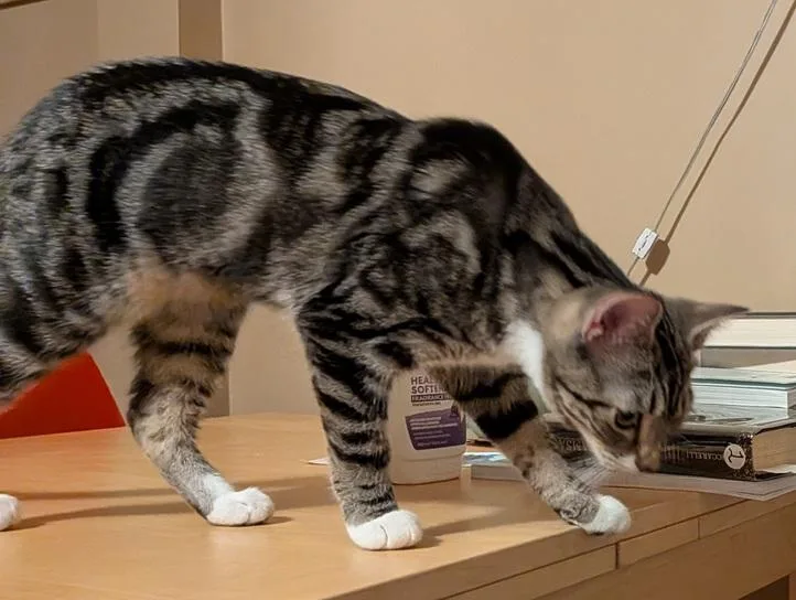 A baby medium-sized female Tabby (Brown / Chocolate) Domestic Short Hair cat named Laney and Reba for adoption in Melrose, MA