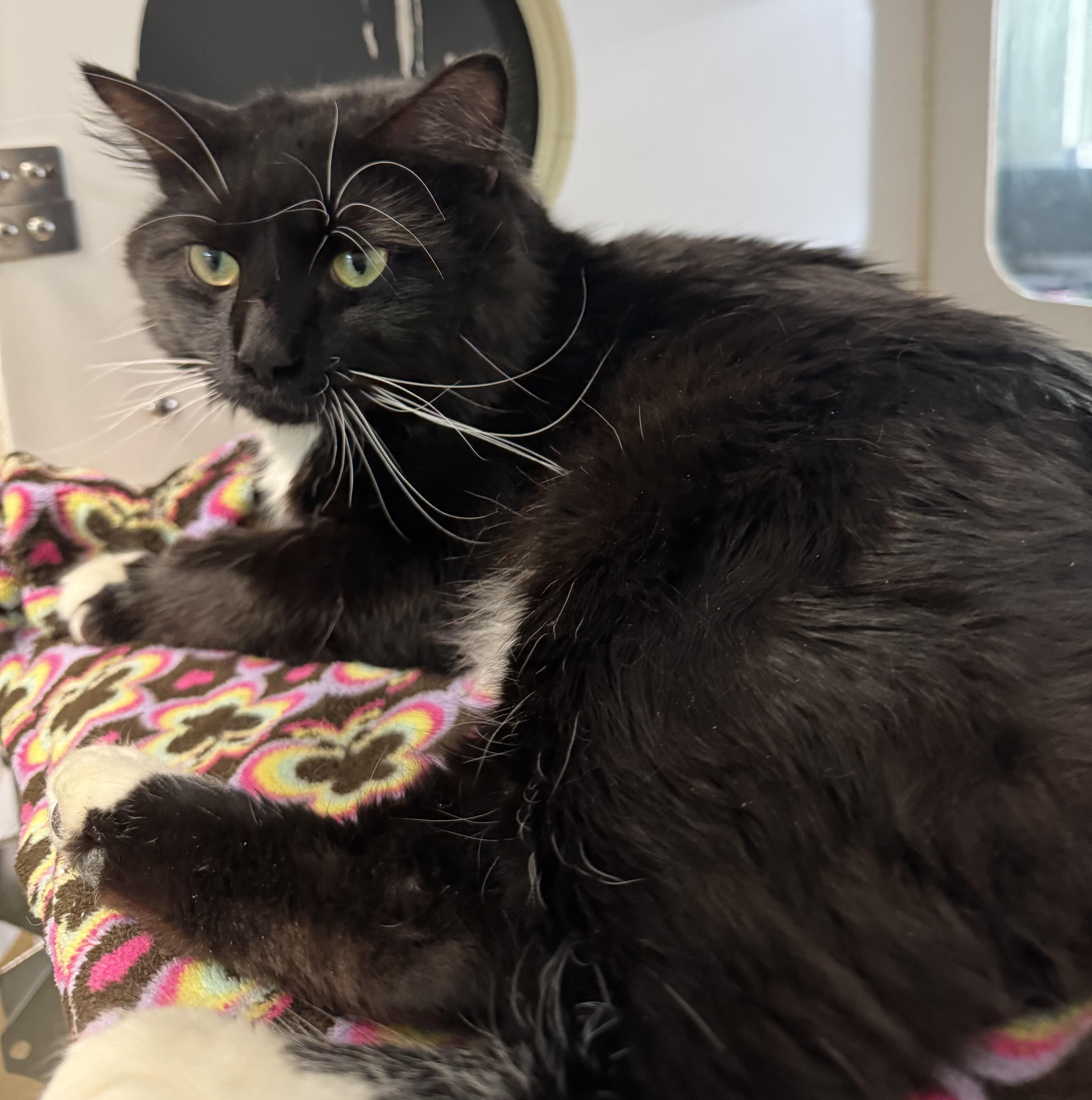 An adult medium-sized male Black & White / Tuxedo Domestic Medium Hair cat named Butch for adoption in Blair, NE