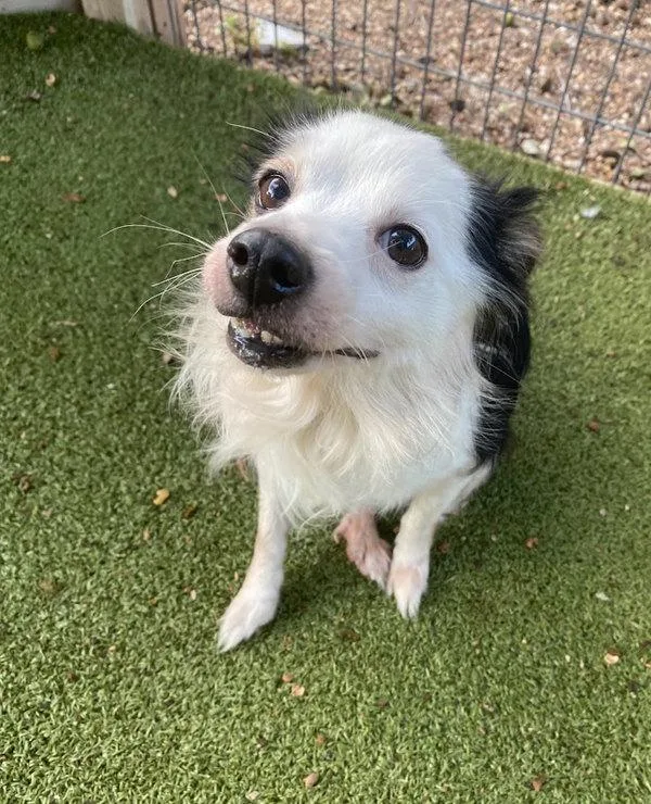 A senior small-sized male Mixed Breed dog named Hammy for adoption in Austin, TX