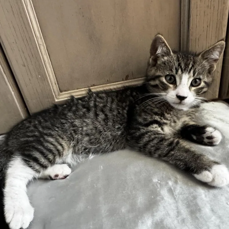 A baby small-sized male Brown / Chocolate Domestic Short Hair cat named Milky for adoption in Fresno, CA