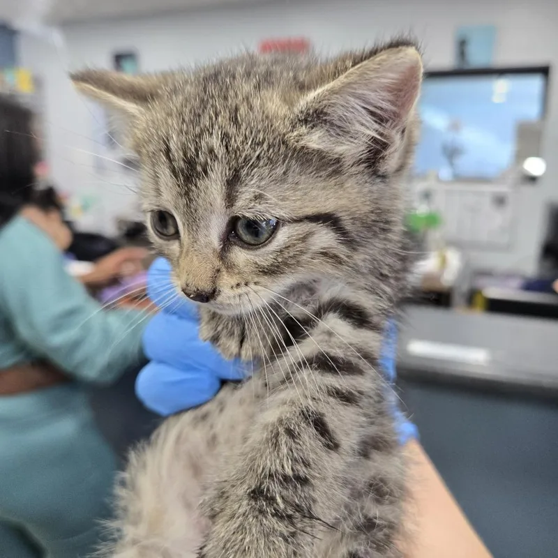 A baby small-sized female Gray / Blue / Silver Domestic Short Hair cat named Triscuit for adoption in Newark, NJ