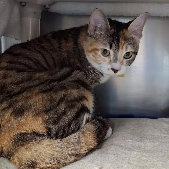 A young small-sized female Calico Domestic Short Hair cat named Luna for adoption in Springfield, MA