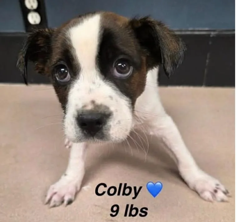 A baby small-sized male Mixed Breed dog named Colby for adoption in Rock Hill, NY