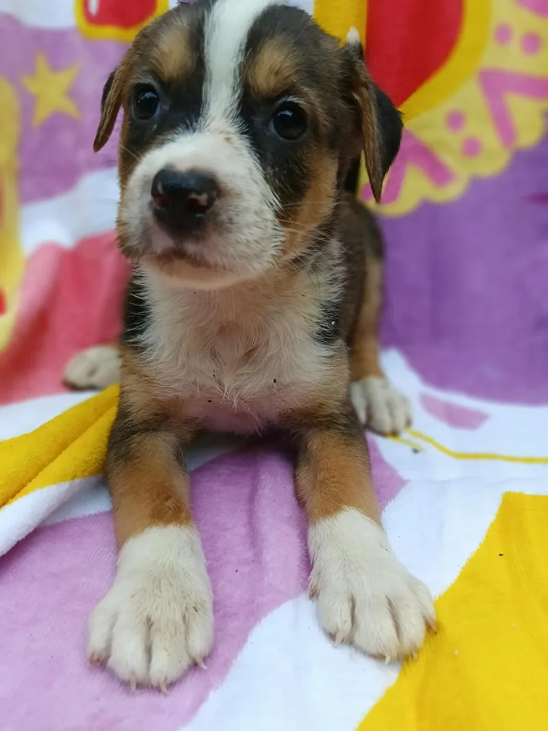 A baby medium-sized female American Staffordshire Terrier dog named Rora for adoption in Saint Augustine, FL