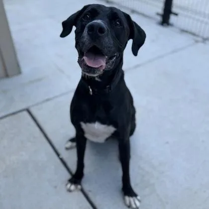 An adult extra large-sized male Mixed Breed dog named Roscoe for adoption in Janesville, WI