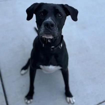 Roscoe thumbnail 3