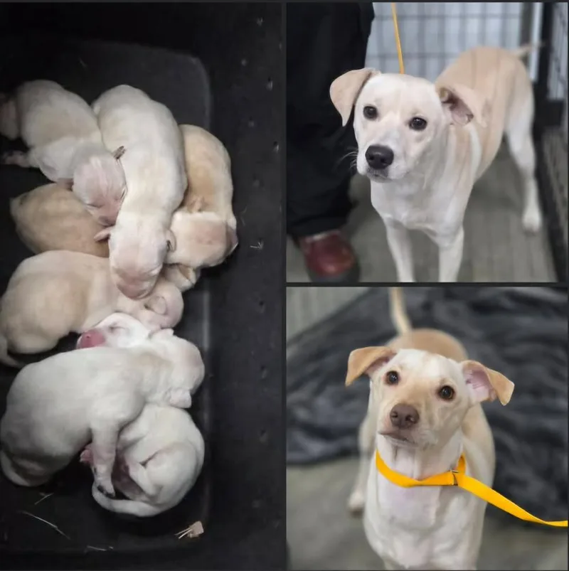 Sandy's litter