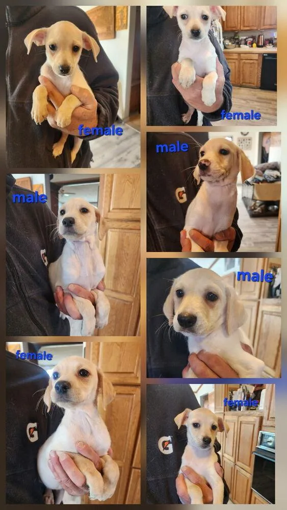 Sandy's litter thumbnail 2