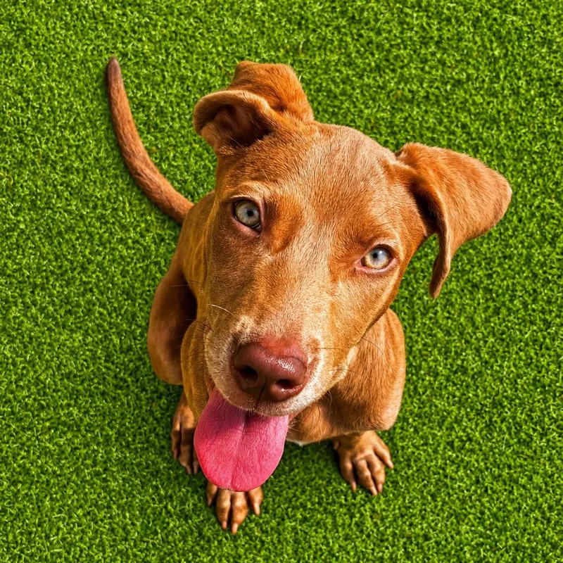 A baby medium-sized female Brown / Chocolate Weimaraner dog named Buckie for adoption in Quakertown, PA