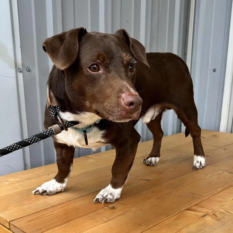 A young medium-sized male Brown / Chocolate Basset Hound dog named Koda K for adoption in Union, MO