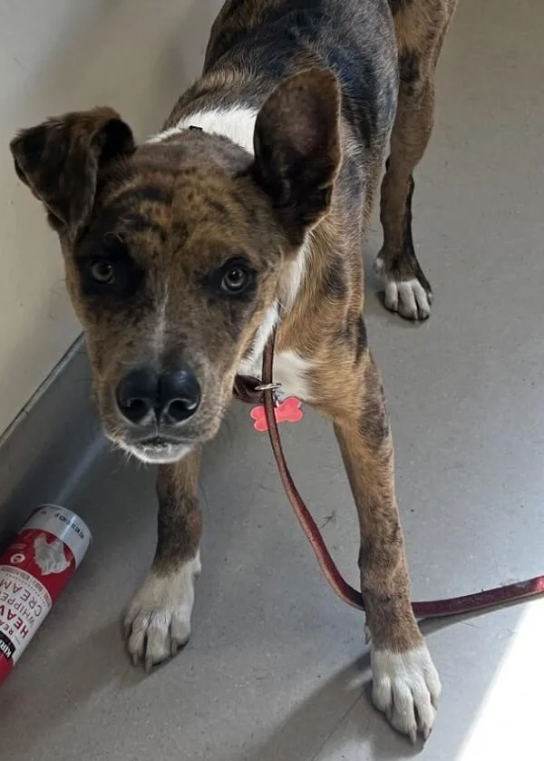 A young medium-sized male Catahoula Leopard Dog dog named Tulu for adoption in San Diego, CA
