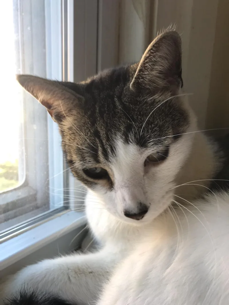 An adult medium-sized male Gray & White Domestic Short Hair cat named Smooch for adoption in Philadelphia, PA