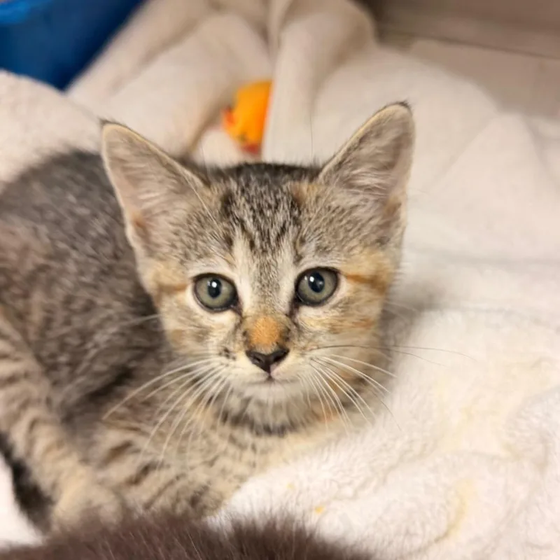 A baby medium-sized female Tabby (Brown / Chocolate) Domestic Short Hair cat named Harmony for adoption in Corydon, IN
