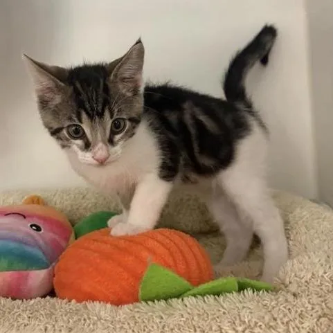 A baby small-sized male Domestic Short Hair cat named Shindig for adoption in Phoenix, AZ