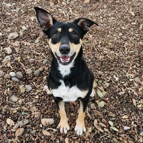 Toridog Of The Month! thumbnail 3