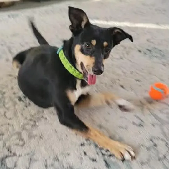 Toridog Of The Month! thumbnail 4