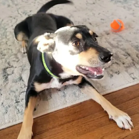 Toridog Of The Month! thumbnail 5