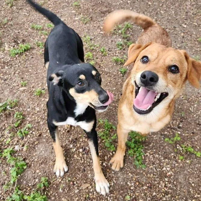 Toridog Of The Month! thumbnail 6