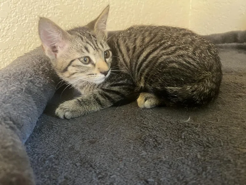 A baby medium-sized male Domestic Short Hair cat named Dex for adoption in Blanchard, OK
