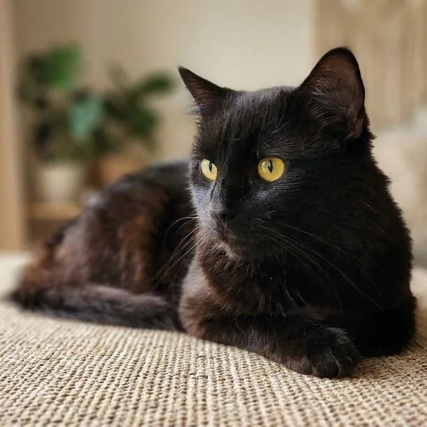 An adult medium-sized male Black Domestic Medium Hair cat named Tator Tots for adoption in Toms Brook, VA