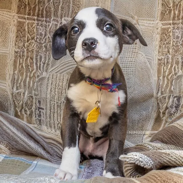 A baby small-sized female Australian Cattle Dog / Blue Heeler dog named Satin for adoption in St. Louis, MO