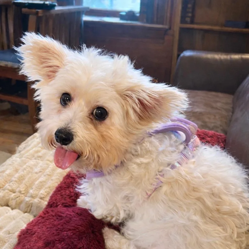 Portland thumbnail 3