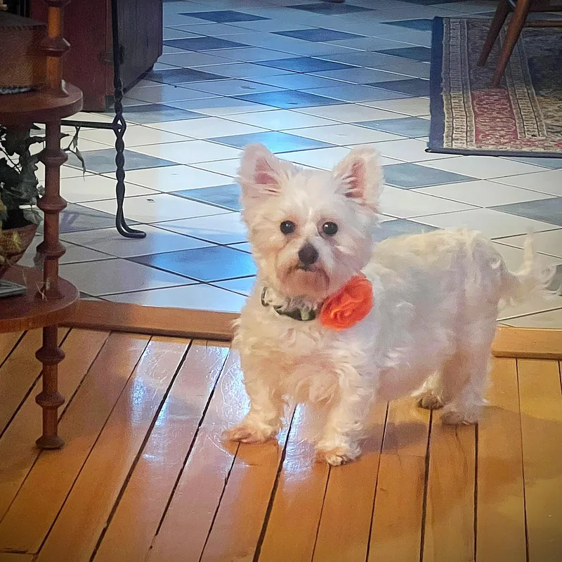 Portland thumbnail 4