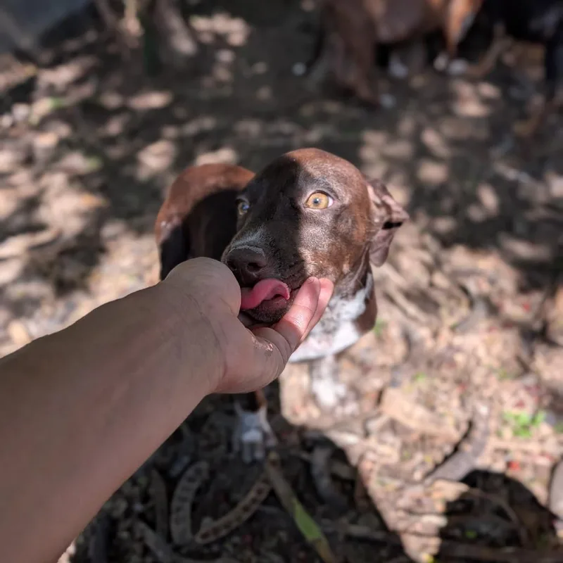 A baby medium-sized female Chocolate Labrador Retriever dog named Salem for adoption in Brownsville, TX