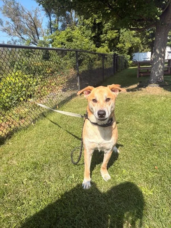 An adult medium-sized male Labrador Retriever dog named Drako for adoption in Warren, PA