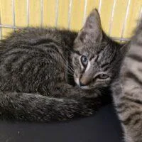 A baby small-sized female Domestic Short Hair cat named Dilly for adoption in Easton, MD