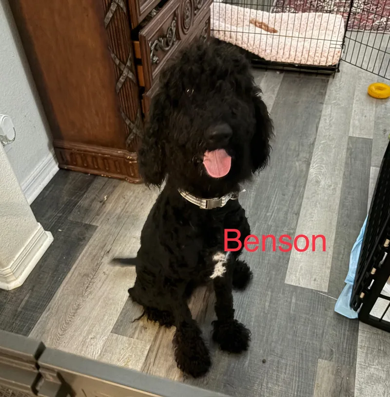 Benson thumbnail 3