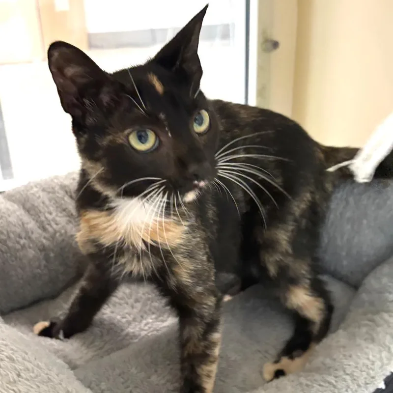 A baby small-sized female Calico Domestic Short Hair cat named Penny for adoption in Sarasota, FL